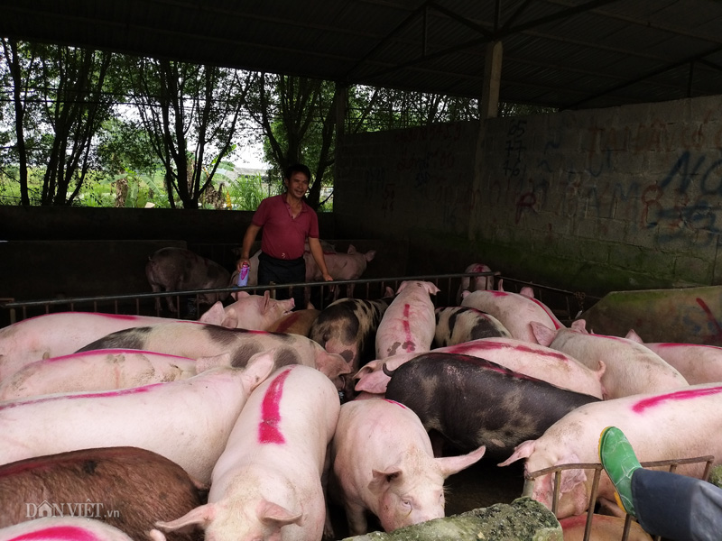 Giá heo hơi hôm nay 15/4: "Nhảy múa" chóng mặt, tập đoàn chăn nuôi tăng lãi 17 lần - Ảnh 1. Giá heo hơi hôm nay 15/4: "Nhảy múa" chóng mặt, tập đoàn chăn nuôi tăng lãi 17 lần - Ảnh 1.