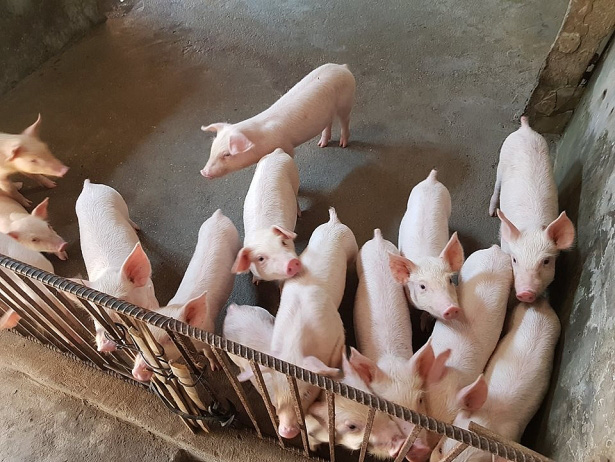 "Giá heo hơi cao thèm thật, nhưng bảo tái đàn thì chạy...mất dép" - Ảnh 1. "Giá heo hơi cao thèm thật, nhưng bảo tái đàn thì chạy...mất dép" - Ảnh 1.