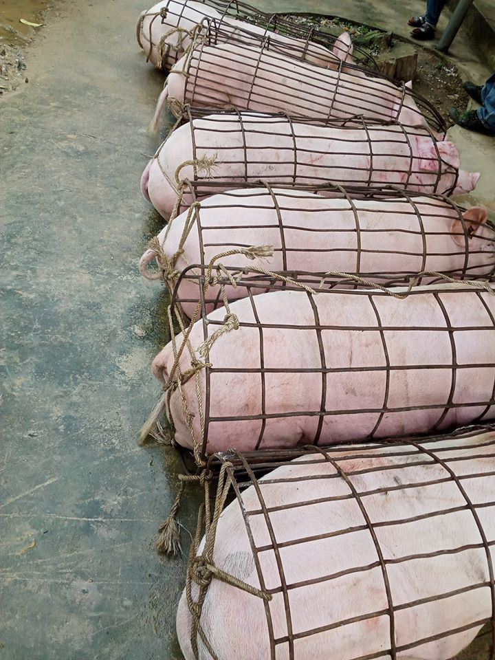 Giá heo hơi hôm nay 16/4: "Hùa nhau" phi mã, vượt ngưỡng 90.000 đồng/kg - Ảnh 1. Giá heo hơi hôm nay 16/4: "Hùa nhau" phi mã, vượt ngưỡng 90.000 đồng/kg - Ảnh 1.