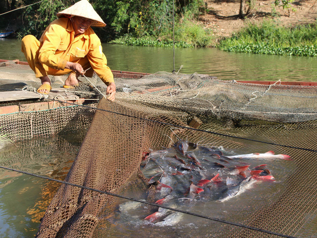 Bên dòng Sêrêpốk: Nuôi cá lăng 'trứ danh' - Ảnh 1. Bên dòng Sêrêpốk: Nuôi cá lăng 'trứ danh' - Ảnh 1.
