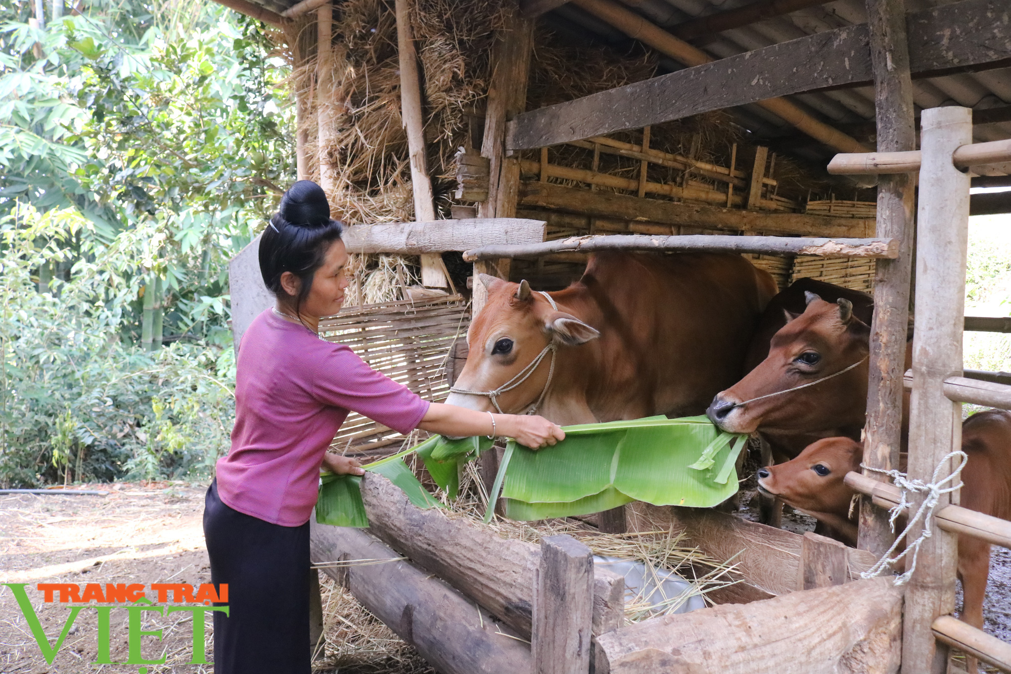 Nông thôn mới Sơn La: Chiềng Ngàm hôm nay - Ảnh 2. Nông thôn mới Sơn La: Chiềng Ngàm hôm nay - Ảnh 2.
