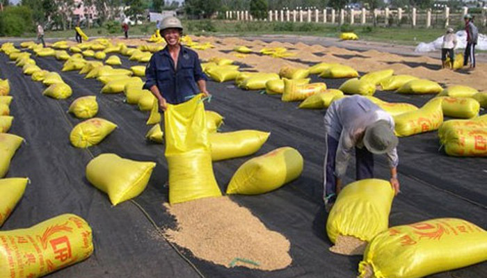 Phát hành lại hồ sơ đấu thầu gạo dự trữ quốc gia - Ảnh 1. Phát hành lại hồ sơ đấu thầu gạo dự trữ quốc gia - Ảnh 1.