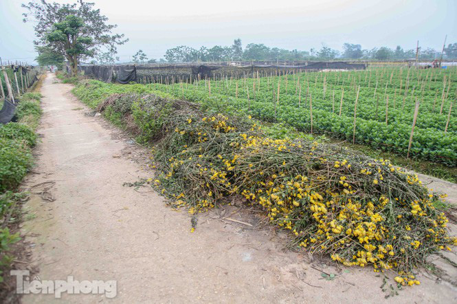 Không có nơi tiêu thụ, người nông dân khóc ròng, cắt hoa vứt đầy đường - Ảnh 1. Không có nơi tiêu thụ, người nông dân khóc ròng, cắt hoa vứt đầy đường - Ảnh 1.