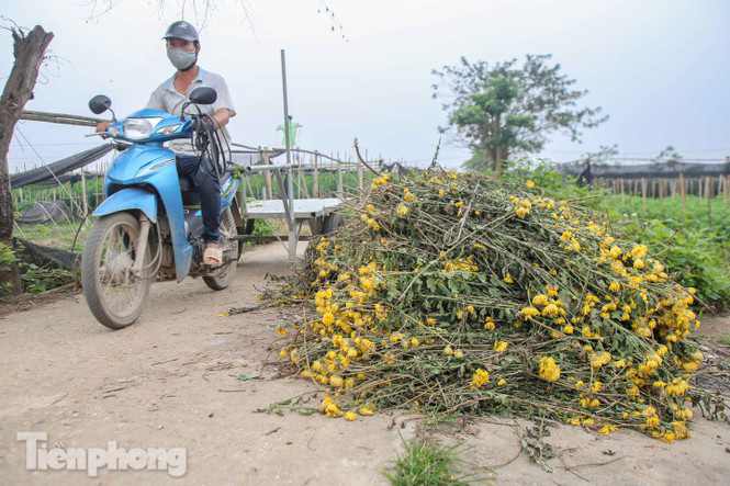 Không có nơi tiêu thụ, người nông dân khóc ròng, cắt hoa vứt đầy đường - Ảnh 2. Không có nơi tiêu thụ, người nông dân khóc ròng, cắt hoa vứt đầy đường - Ảnh 2.