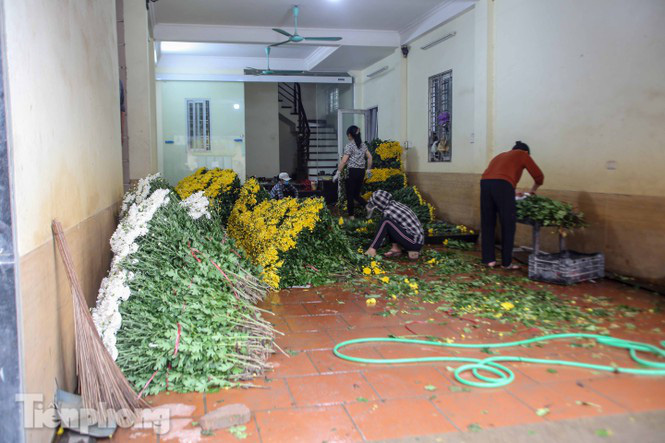 Không có nơi tiêu thụ, người nông dân khóc ròng, cắt hoa vứt đầy đường - Ảnh 17. Không có nơi tiêu thụ, người nông dân khóc ròng, cắt hoa vứt đầy đường - Ảnh 17.