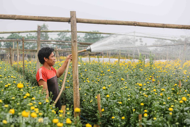 Không có nơi tiêu thụ, người nông dân khóc ròng, cắt hoa vứt đầy đường - Ảnh 10. Không có nơi tiêu thụ, người nông dân khóc ròng, cắt hoa vứt đầy đường - Ảnh 10.
