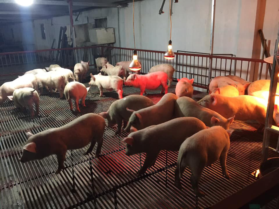 Giá heo hơi hôm nay 24/4: Cao nhất 95.000 đồng/kg - Ảnh 1. Giá heo hơi hôm nay 24/4: Cao nhất 95.000 đồng/kg - Ảnh 1.