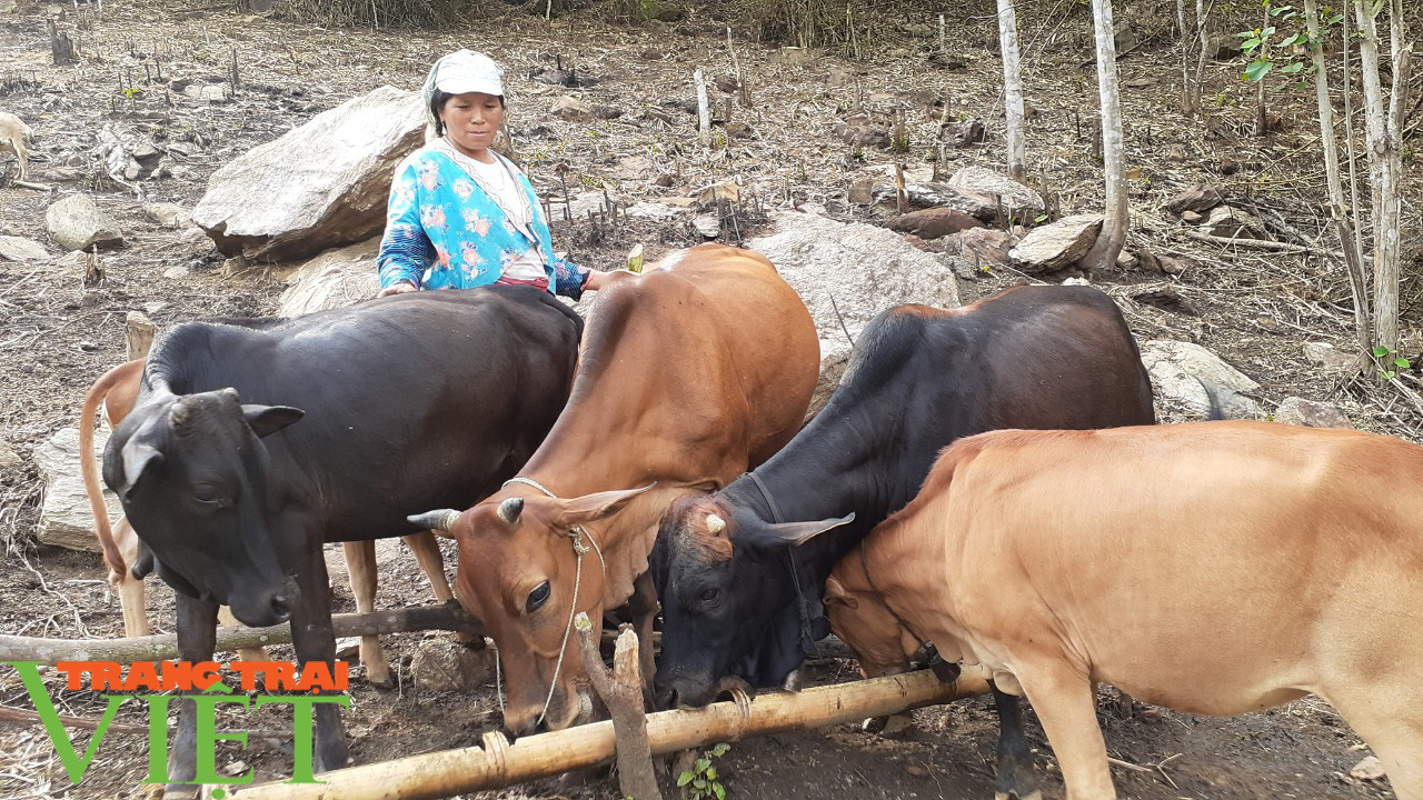 Nông thôn mới Sơn La: Cửa Rừng chăn nuôi gia súc theo hướng hàng hóa - Ảnh 1. Nông thôn mới Sơn La: Cửa Rừng chăn nuôi gia súc theo hướng hàng hóa - Ảnh 1.