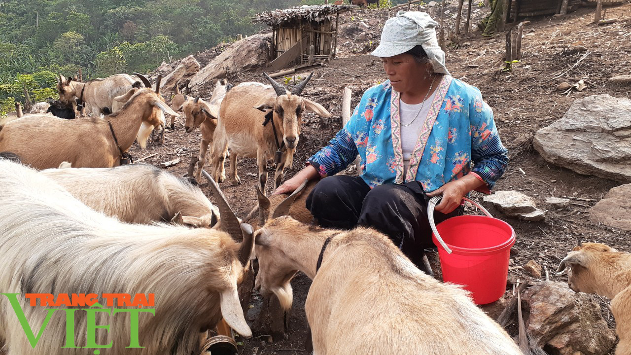 Nông thôn mới Sơn La: Cửa Rừng chăn nuôi gia súc theo hướng hàng hóa - Ảnh 4. Nông thôn mới Sơn La: Cửa Rừng chăn nuôi gia súc theo hướng hàng hóa - Ảnh 4.