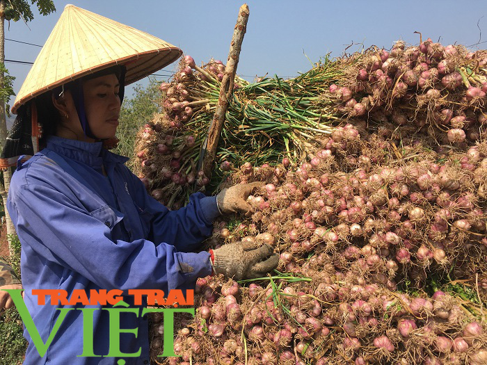 Hội Nông dân Yên Châu: Điểm tựa giúp hội viên phát triển kinh tế - Ảnh 5. Hội Nông dân Yên Châu: Điểm tựa giúp hội viên phát triển kinh tế - Ảnh 5.