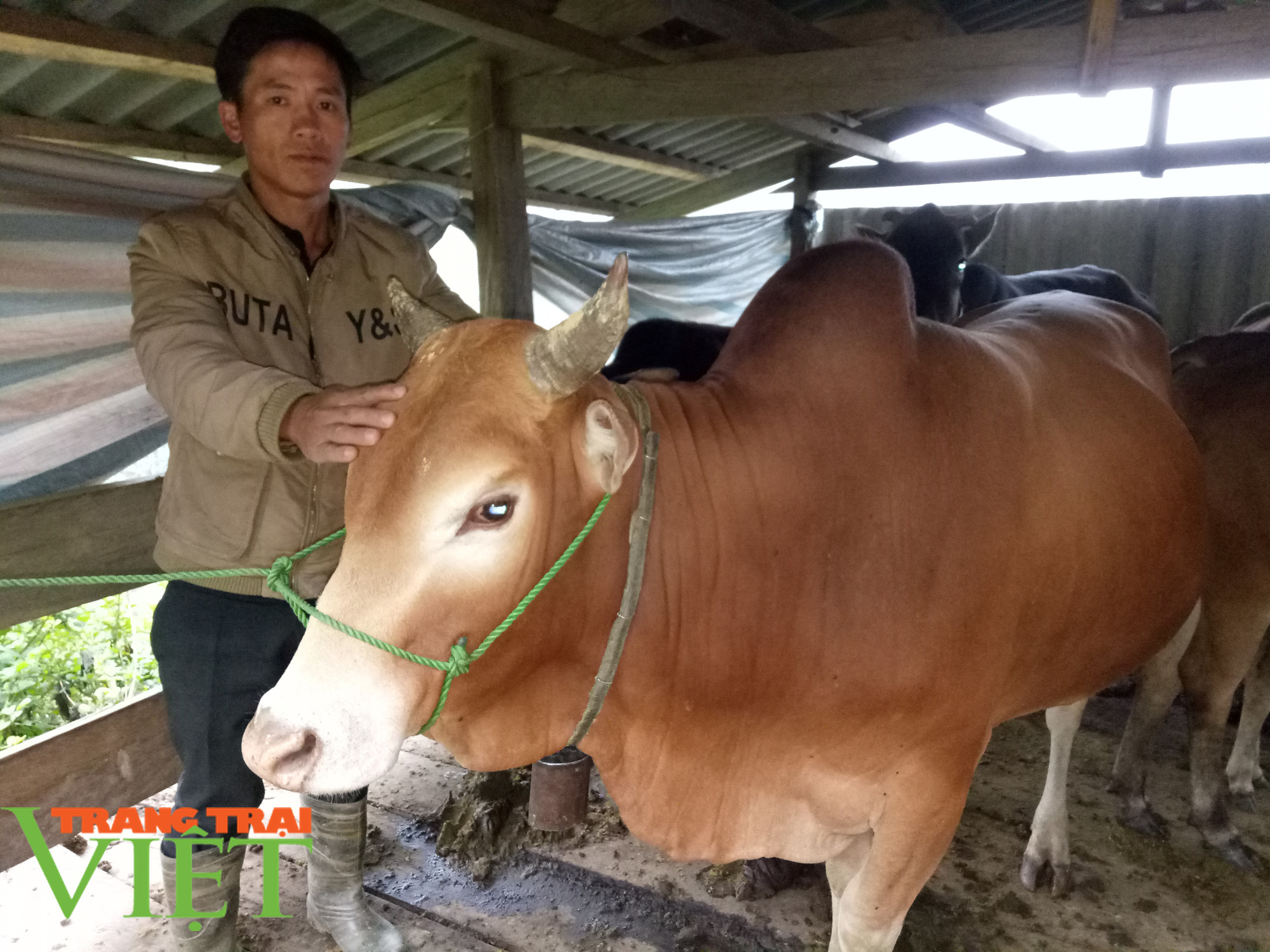 Nông thôn mới Sơn La: Cửa Rừng chăn nuôi gia súc theo hướng hàng hóa - Ảnh 3. Nông thôn mới Sơn La: Cửa Rừng chăn nuôi gia súc theo hướng hàng hóa - Ảnh 3.