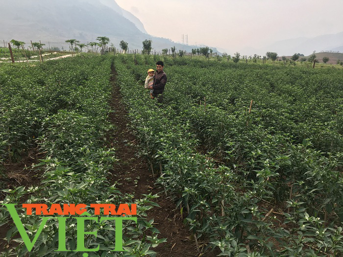 Hội Nông dân Yên Châu: Điểm tựa giúp hội viên phát triển kinh tế - Ảnh 6. Hội Nông dân Yên Châu: Điểm tựa giúp hội viên phát triển kinh tế - Ảnh 6.