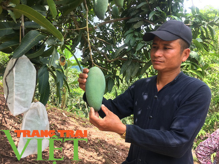 Hội Nông dân Yên Châu: Điểm tựa giúp hội viên phát triển kinh tế - Ảnh 3. Hội Nông dân Yên Châu: Điểm tựa giúp hội viên phát triển kinh tế - Ảnh 3.