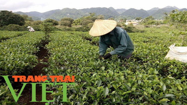 Mộc Châu phát triển nông nghiệp hữu cơ, hướng đi bền vững cho nông dân - Ảnh 6. Mộc Châu phát triển nông nghiệp hữu cơ, hướng đi bền vững cho nông dân - Ảnh 6.