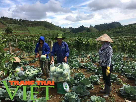 Mộc Châu phát triển nông nghiệp hữu cơ, hướng đi bền vững cho nông dân - Ảnh 4. Mộc Châu phát triển nông nghiệp hữu cơ, hướng đi bền vững cho nông dân - Ảnh 4.