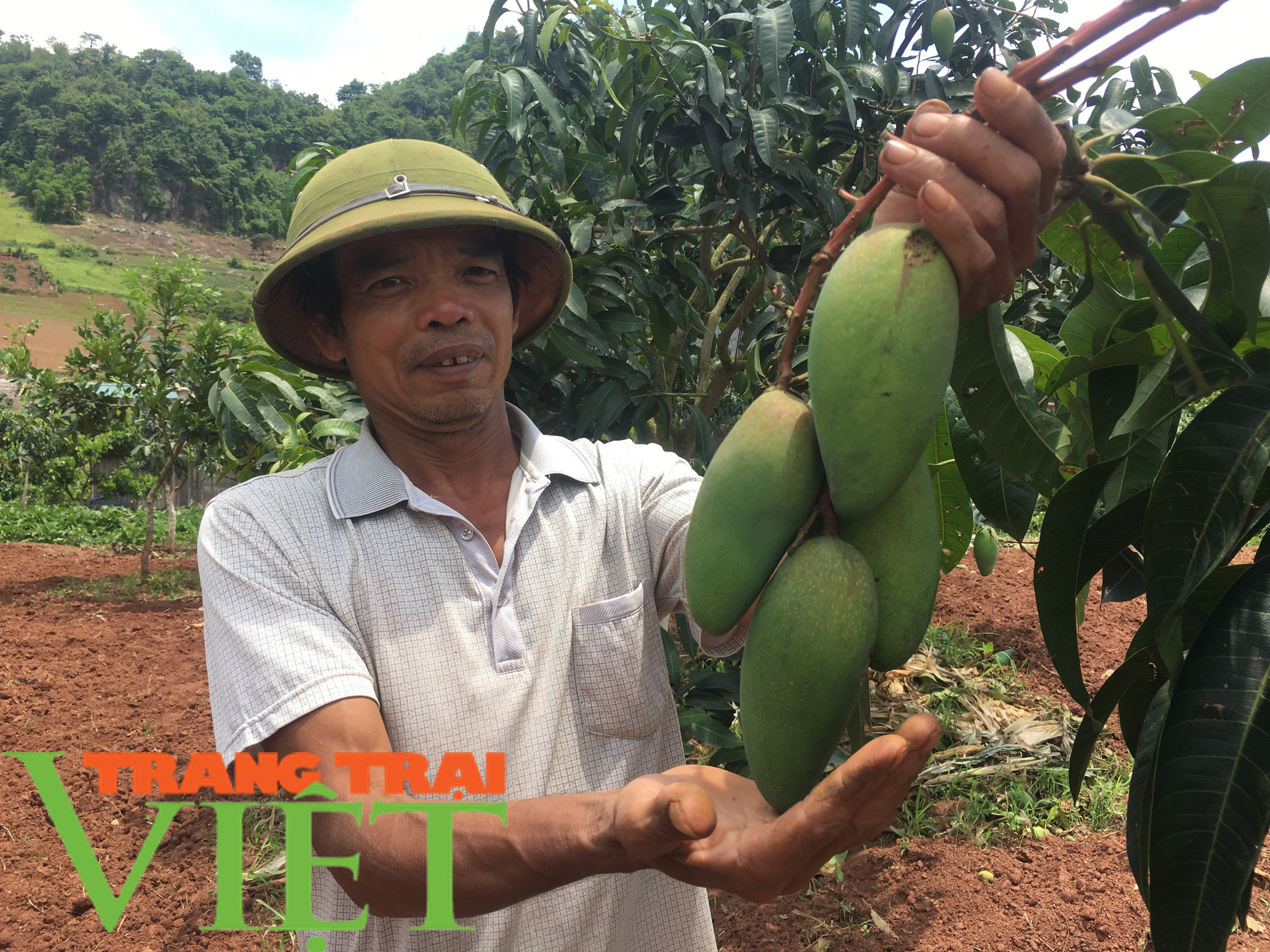 Mộc Châu phát triển nông nghiệp hữu cơ, hướng đi bền vững cho nông dân - Ảnh 5. Mộc Châu phát triển nông nghiệp hữu cơ, hướng đi bền vững cho nông dân - Ảnh 5.