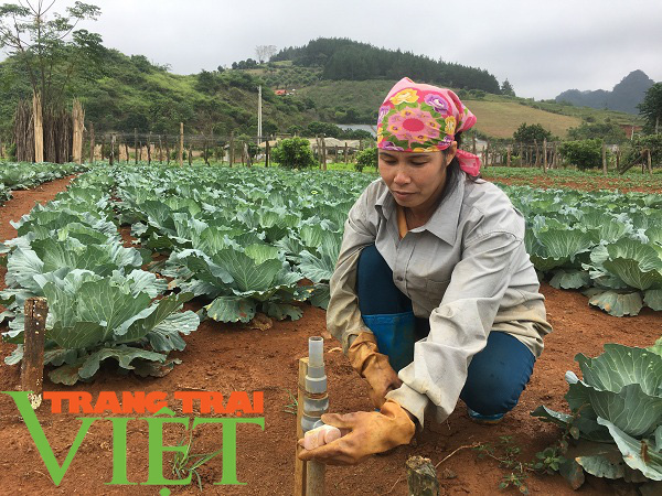 Mộc Châu phát triển nông nghiệp hữu cơ, hướng đi bền vững cho nông dân - Ảnh 2. Mộc Châu phát triển nông nghiệp hữu cơ, hướng đi bền vững cho nông dân - Ảnh 2.