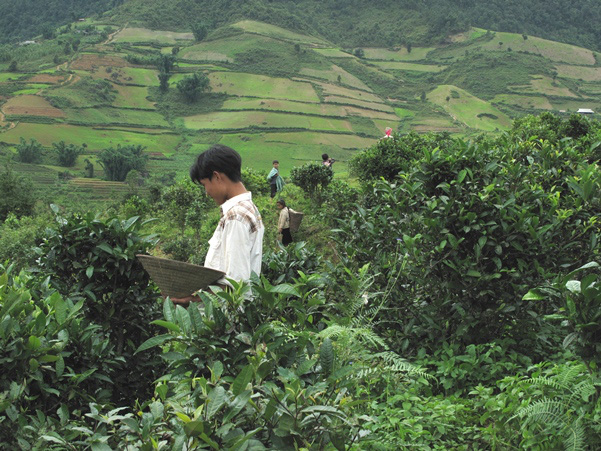 Điện Biên: Giúp hội viên xóa đói giảm nghèo bằng các chi, tổ hội nghề nghiệp - Ảnh 2.