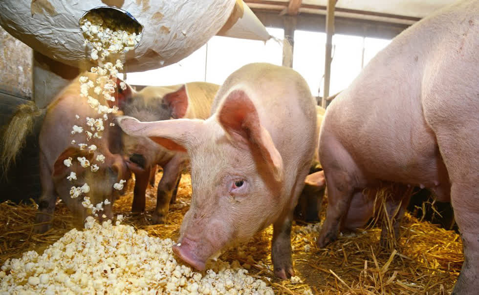 Giá heo hơi hôm nay 22/4: "Chưa từng thấy thương lái tranh nhau mua với giá 91.000 đồng/kg" - Ảnh 1. Giá heo hơi hôm nay 22/4: "Chưa từng thấy thương lái tranh nhau mua với giá 91.000 đồng/kg" - Ảnh 1.