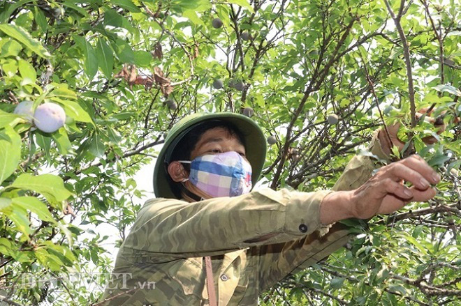 Khô hạn, mưa đá liên miên, mận Sơn La lá nhiều hơn quả, dân lo - Ảnh 1.
