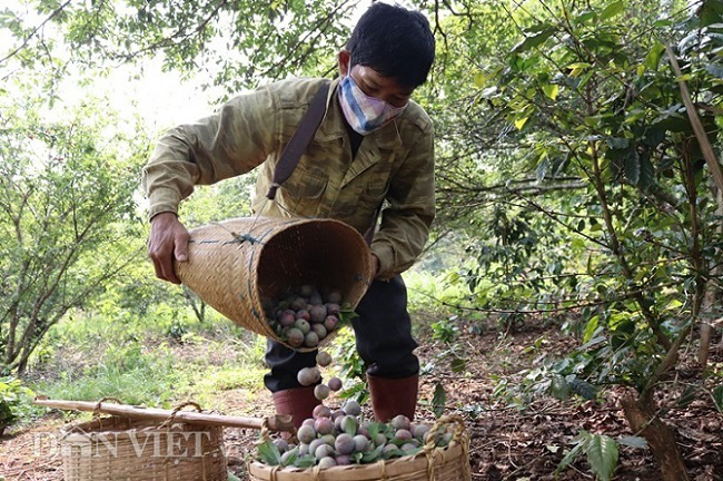 Khô hạn, mưa đá liên miên, mận Sơn La lá nhiều hơn quả, dân lo - Ảnh 2.