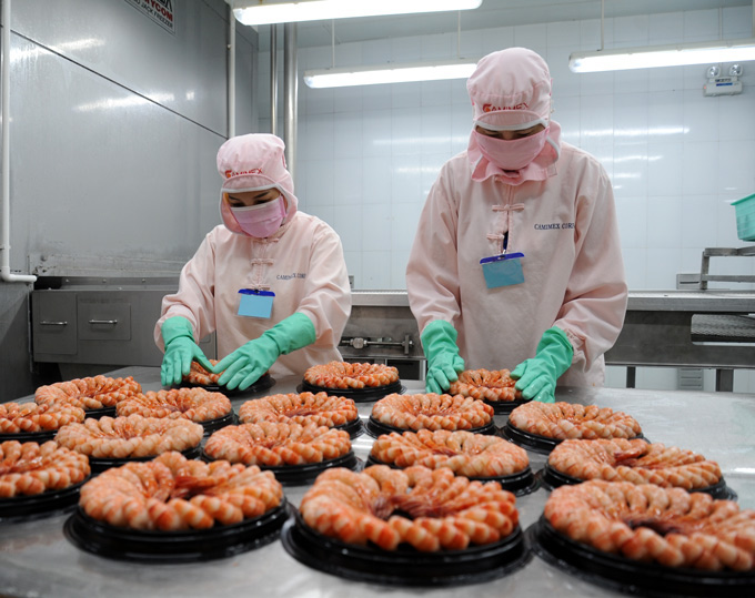 Cà Mau: Tồn kho 17.000 tấn tôm, công ty bí bách, nông dân "méo mặt" - Ảnh 1. Cà Mau: Tồn kho 17.000 tấn tôm, công ty bí bách, nông dân "méo mặt" - Ảnh 1.