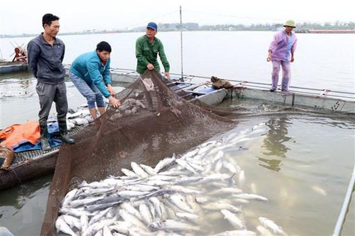 Cá sông Mã chết hàng loạt: Do hoạt động sản xuất - Ảnh 2. Cá sông Mã chết hàng loạt: Do hoạt động sản xuất - Ảnh 2.