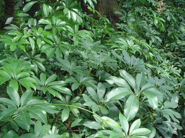 Có một món canh tên là "đắng lòng" nhưng ai ăn cũng mê - Ảnh 1. Có một món canh tên là "đắng lòng" nhưng ai ăn cũng mê - Ảnh 1.