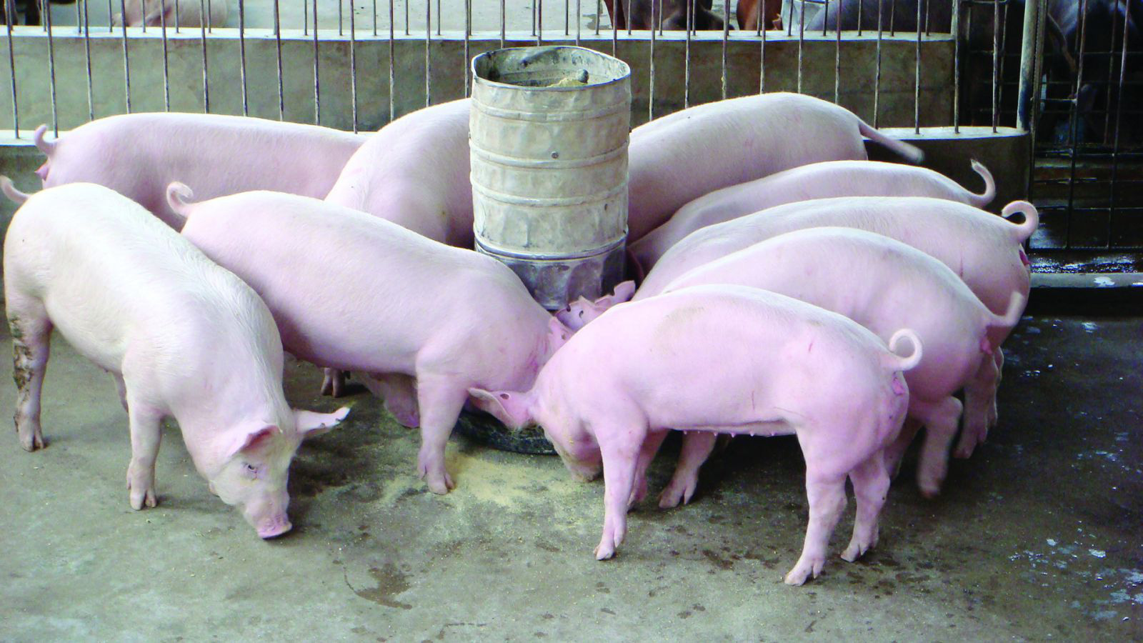 Giá heo hơi hôm nay 29/4: Đồng loạt giảm, thịt heo nhập chỉ 60.000 đồng/kg - Ảnh 1. Giá heo hơi hôm nay 29/4: Đồng loạt giảm, thịt heo nhập chỉ 60.000 đồng/kg - Ảnh 1.