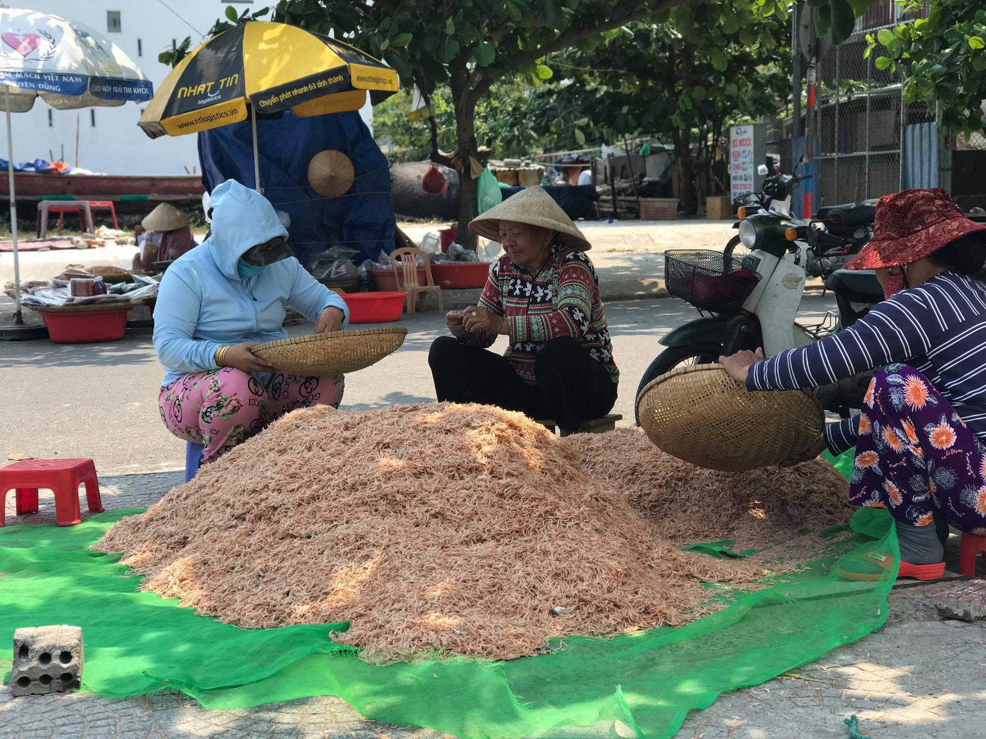 Phơi ruốc biển - Ảnh 2. Phơi ruốc biển - Ảnh 2.