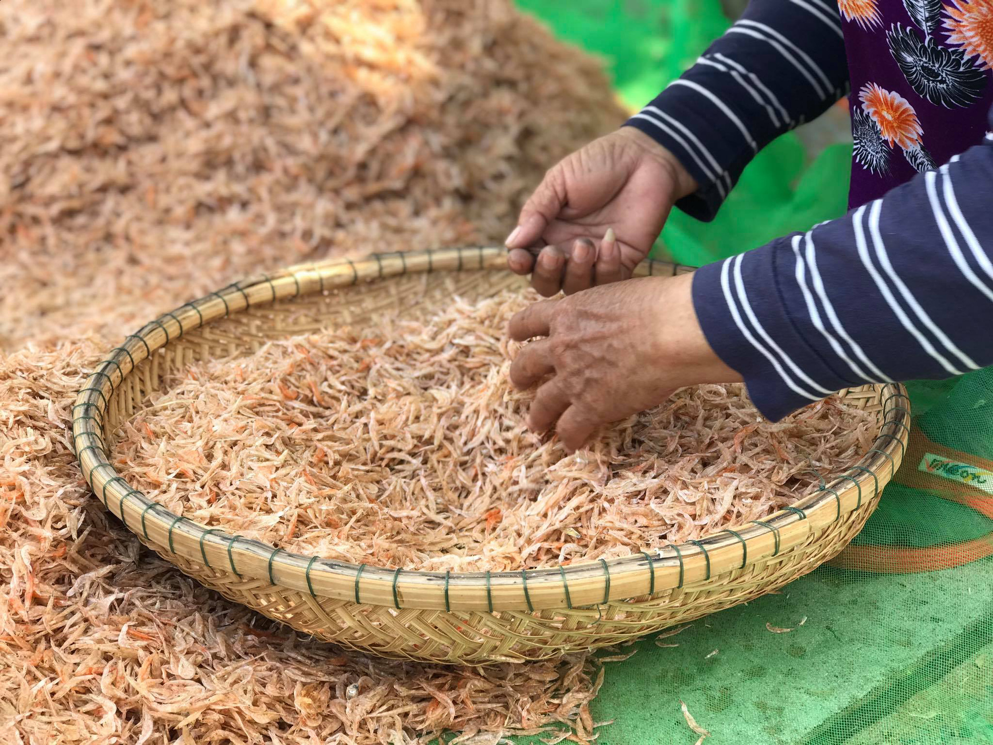 Phơi ruốc biển - Ảnh 6. Phơi ruốc biển - Ảnh 6.