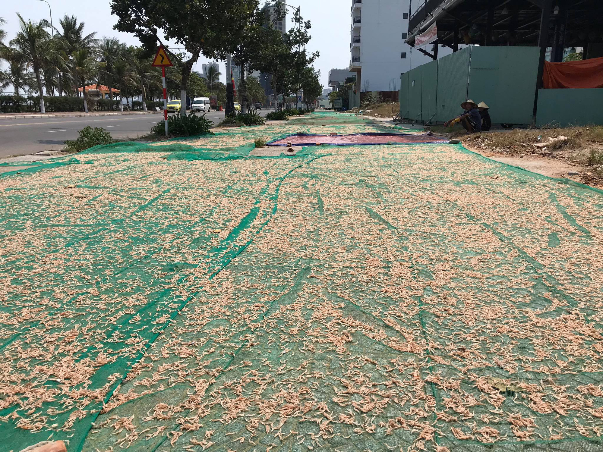 Phơi ruốc biển - Ảnh 7. Phơi ruốc biển - Ảnh 7.
