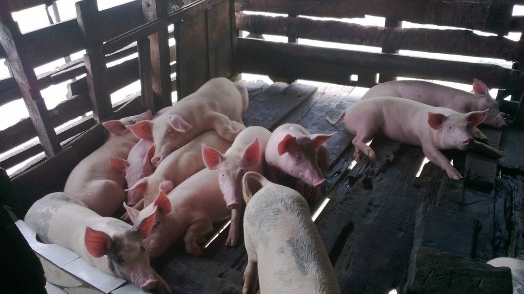 Giá heo hơi hôm nay 3/4: Nhiều tỉnh vẫn giữ giá 80.000 đồng/kg - Ảnh 1. Giá heo hơi hôm nay 3/4: Nhiều tỉnh vẫn giữ giá 80.000 đồng/kg - Ảnh 1.