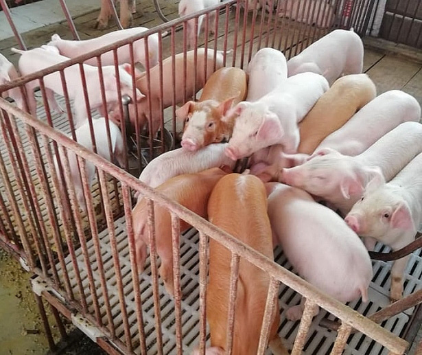 Giá heo hơi hôm nay 30/4: Đồng loạt giảm vào ngày nghỉ lễ 30/4 - Ảnh 1. Giá heo hơi hôm nay 30/4: Đồng loạt giảm vào ngày nghỉ lễ 30/4 - Ảnh 1.