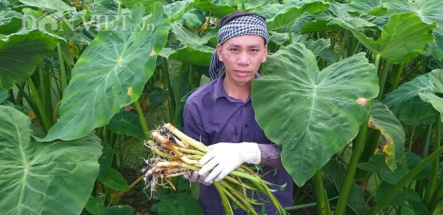 Trồng khoai môn bán ngó non mà bỏ túi gần 30 triệu/tháng - Ảnh 1. Trồng khoai môn bán ngó non mà bỏ túi gần 30 triệu/tháng - Ảnh 1.