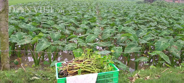 Trồng khoai môn bán ngó non mà bỏ túi gần 30 triệu/tháng - Ảnh 2. Trồng khoai môn bán ngó non mà bỏ túi gần 30 triệu/tháng - Ảnh 2.