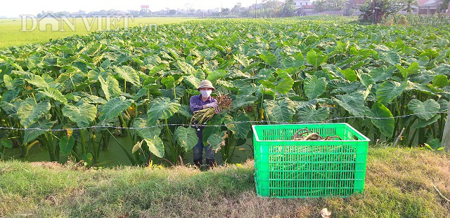 Trồng khoai môn bán ngó non mà bỏ túi gần 30 triệu/tháng - Ảnh 4. Trồng khoai môn bán ngó non mà bỏ túi gần 30 triệu/tháng - Ảnh 4.