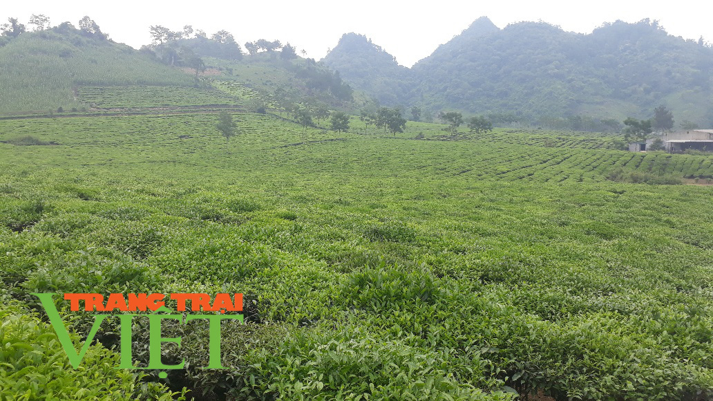 Thành phố Lai Châu: Chú trọng phát triển vùng chè chất lượng cao - Ảnh 2. Thành phố Lai Châu: Chú trọng phát triển vùng chè chất lượng cao - Ảnh 2.