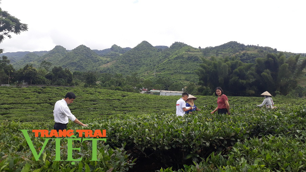 Thành phố Lai Châu: Chú trọng phát triển vùng chè chất lượng cao - Ảnh 3. Thành phố Lai Châu: Chú trọng phát triển vùng chè chất lượng cao - Ảnh 3.