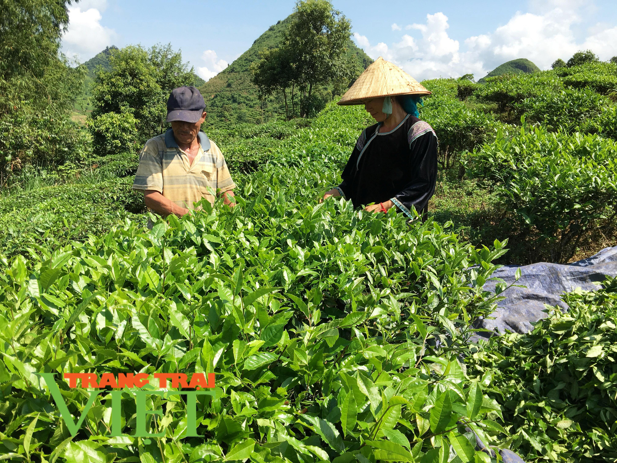 Thành phố Lai Châu: Chú trọng phát triển vùng chè chất lượng cao - Ảnh 4. Thành phố Lai Châu: Chú trọng phát triển vùng chè chất lượng cao - Ảnh 4.