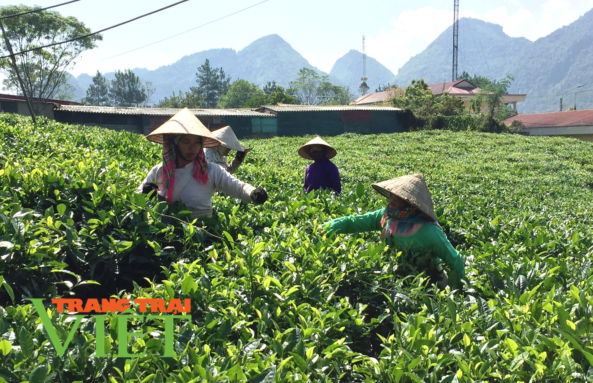Thành phố Lai Châu: Chú trọng phát triển vùng chè chất lượng cao - Ảnh 1. Thành phố Lai Châu: Chú trọng phát triển vùng chè chất lượng cao - Ảnh 1.