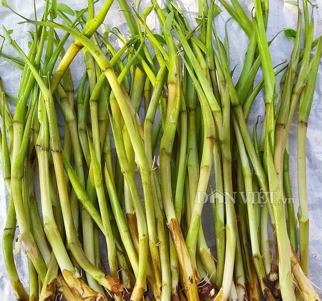 Trồng khoai môn bán ngó non mà bỏ túi gần 30 triệu/tháng - Ảnh 3. Trồng khoai môn bán ngó non mà bỏ túi gần 30 triệu/tháng - Ảnh 3.