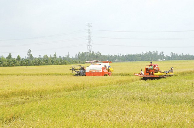 Hạt gạo ngon nhất thế giới: Làm sao giữ được ngôi vương? - Ảnh 1. Hạt gạo ngon nhất thế giới: Làm sao giữ được ngôi vương? - Ảnh 1.