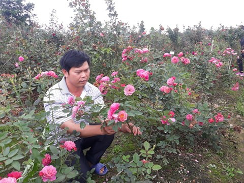 Hải Phòng: Trồng nhiều loài hoa hồng quý hiếm, bỏ túi tiền tỷ/năm - Ảnh 5. Hải Phòng: Trồng nhiều loài hoa hồng quý hiếm, bỏ túi tiền tỷ/năm - Ảnh 5.