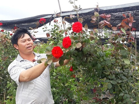 Hải Phòng: Trồng nhiều loài hoa hồng quý hiếm, bỏ túi tiền tỷ/năm - Ảnh 1. Hải Phòng: Trồng nhiều loài hoa hồng quý hiếm, bỏ túi tiền tỷ/năm - Ảnh 1.