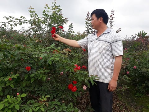 Hải Phòng: Trồng nhiều loài hoa hồng quý hiếm, bỏ túi tiền tỷ/năm - Ảnh 3. Hải Phòng: Trồng nhiều loài hoa hồng quý hiếm, bỏ túi tiền tỷ/năm - Ảnh 3.