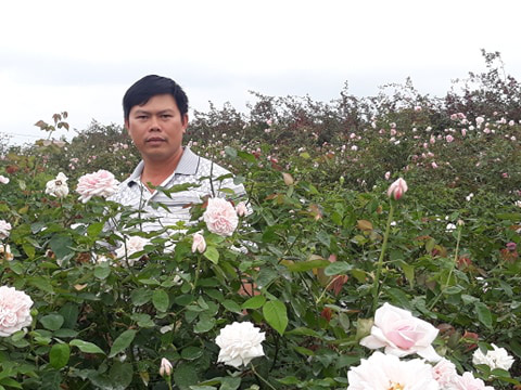 Hải Phòng: Trồng nhiều loài hoa hồng quý hiếm, bỏ túi tiền tỷ/năm - Ảnh 2. Hải Phòng: Trồng nhiều loài hoa hồng quý hiếm, bỏ túi tiền tỷ/năm - Ảnh 2.