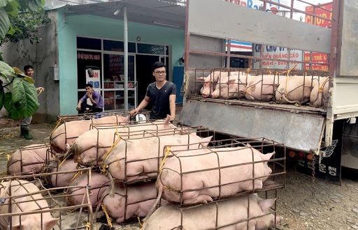 Giá lợn tại các chợ vẫn cao vút, tại sao có sự chênh lệch? - Ảnh 2. Giá lợn tại các chợ vẫn cao vút, tại sao có sự chênh lệch? - Ảnh 2.