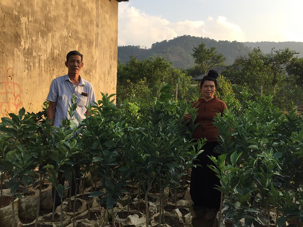 HÀNH TRÌNH TÌM LỐI THOÁT NGHÈO VÀ TINH THẦN TƯƠNG THÂN CỦA LÃO NÔNG TRỒNG CAM Ở SƠN LA - Ảnh 2.