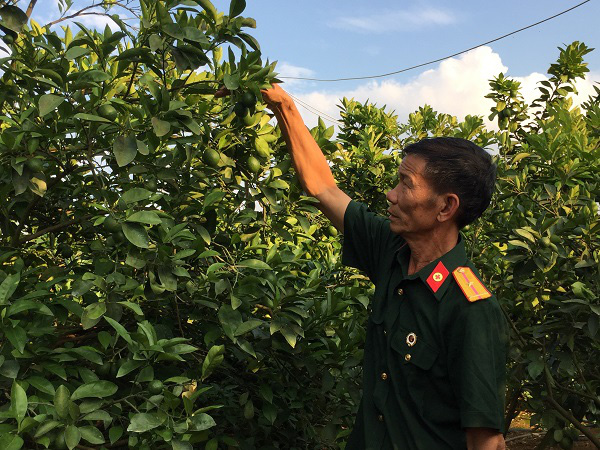 HÀNH TRÌNH TÌM LỐI THOÁT NGHÈO VÀ TINH THẦN TƯƠNG THÂN CỦA LÃO NÔNG TRỒNG CAM Ở SƠN LA - Ảnh 1.